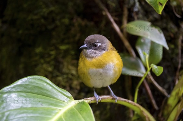 Finch Bush Tanager (Chlorospingus ophthalmicus), adult, sitting on a leaf, Monteverde Cloud Forest,