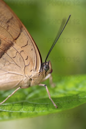 Morpho helenor, blue morpho butterfly sitting on a leaf, Alajuela province, Costa Rica, Central