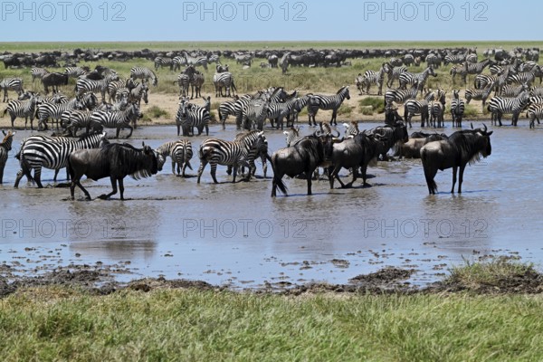 Blue Wildebeests (Connochaetes taurinus) and zebras (Equus burchelli) by the pond, Serengeti