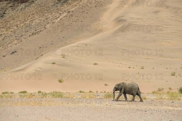 Desert elephant (Loxodonta africana) in front of a dune in the Huab dry river, Damaraland, Kunene