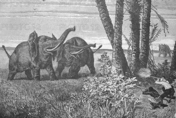 African elephant hunt, Elephant hunt, Historical, digitally restored reproduction from a 19th