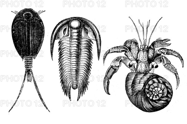 Crustaceans, finfoot, Apus, trilobite, paradoxides and hermit crab, Cenobita, Illustration from