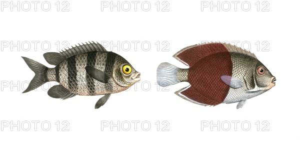 Fish, fish, left: Genus butterflyfish, butterflyfish, Chaetodon saxatilis, the forktail, right: