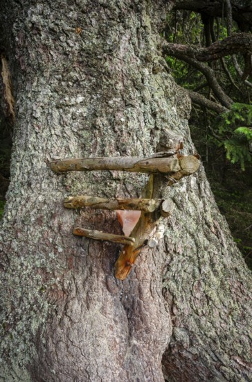 Old spruce with a lickstone, Gloggnitzerhütte on the Rax, Schwarzau im Gebirge, Lower Austria,