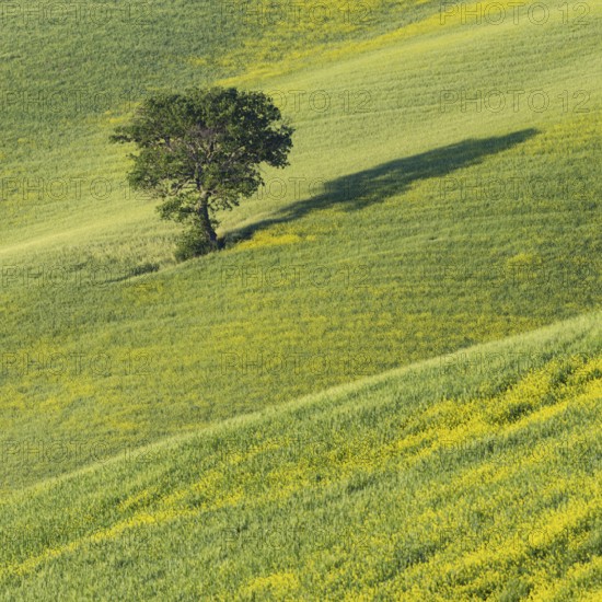 Mulberry tree (Morus) in a field with flowering yellow broom (Genista tinctoria), Tuscany, Italy,