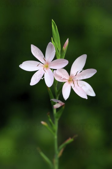 River lily (Hesperantha coccinea), flowering, blooming, at a pond, Elllerstadt, Germany, Europe