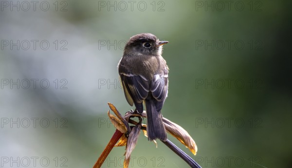Tangar on a branch, Los Quetzales National Park, Costa Rica, Central America