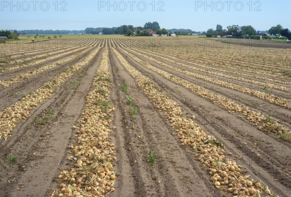 Harvested yellow onions in rows for drying in the field on Ingelstorp, Ystad Municipality, Skåne