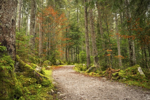 The hiking trail around the Vorderer Gosausee leads through the autumnal forest. Gosau, Gosau