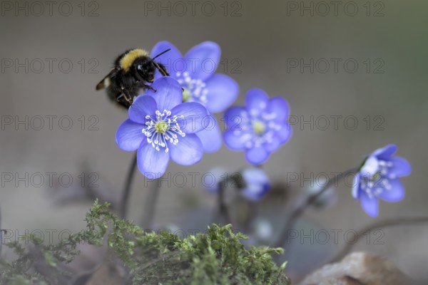 Liverwort (Hepatica nobilis) with large bumblebee (Bombus magnus), Austria, Upper Austria, Europe