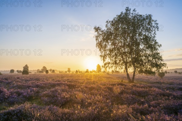 Heath landscape, flowering common heather (Calluna vulgaris), birch (Betula), backlit at sunrise,