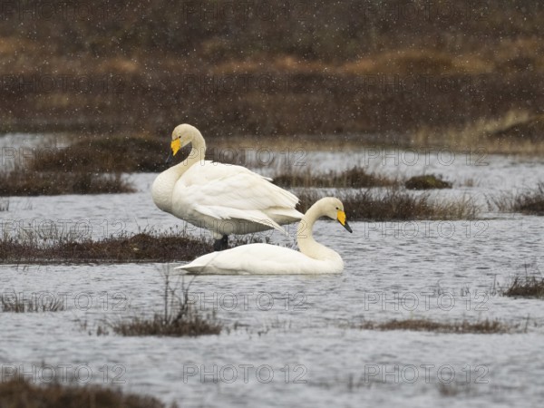 Whooper Swan (Cygnus cygnus) adult pair, on lake, with falling sleet, May, Finnish Lapland