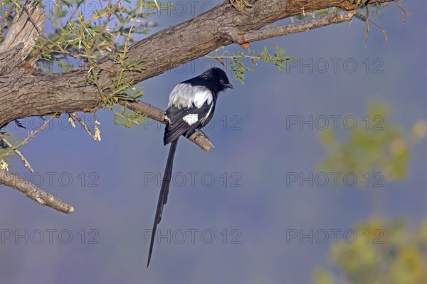 Africa, Botswana, magpie, magpie shrike, Corvinella melanoleuca, Botswana, Botswana, Africa