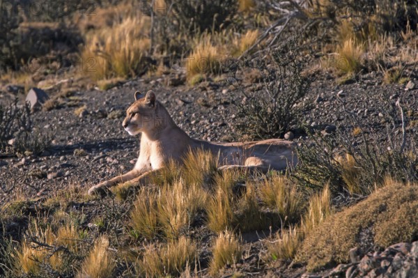 Cougar (Felis concolor patagonica) wbl. Torres del Paine NP, Chile, Torres del Paine NP, South
