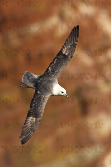 Fulmar, (Fulmarus glacialis), Heligoland, island of Heligoland, Schleswig-Holstein, Federal