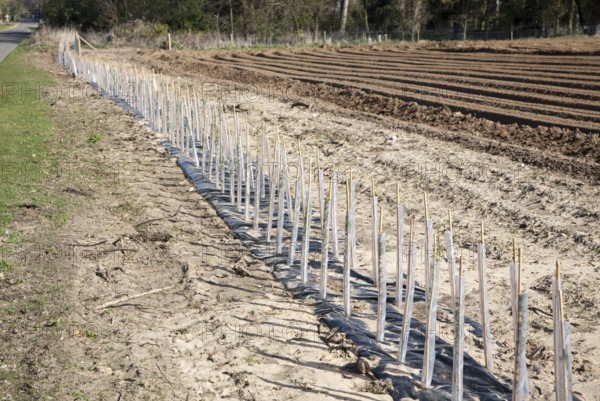 Plastic protective tubes cover new hedgerow hawthorn plants growing on the edge of a field,