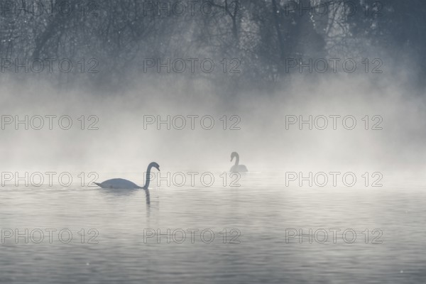 Mute swan (Cygnus olor) silhouette in the morning mist on the water of a lake. Bas-Rhin, Alsace,