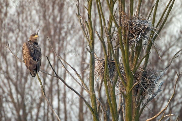 White-tailed eagle (Haliaeetus albicilla) Bird of prey, foraging in a cormorant colony, nest,