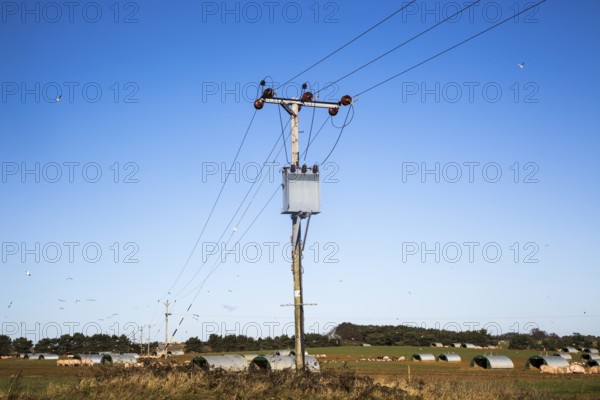 Electricity power supply lines held on wooden telegraph poles crossing fields against blue sky,