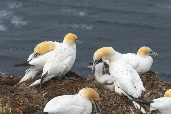 Breeding gannets (Morus bassanus) colony on the red sandstone cliffs of the offshore island of