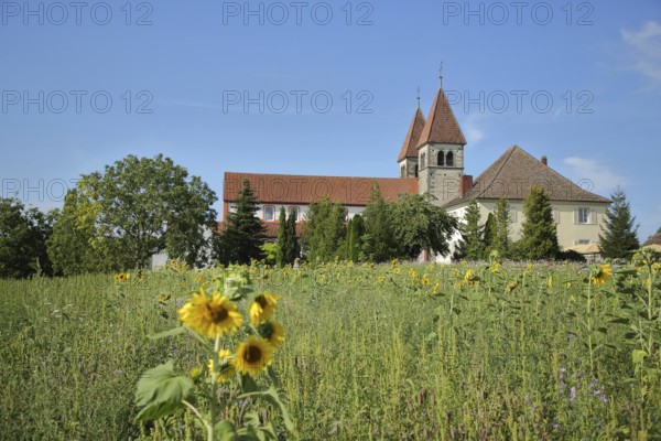 UNESCO Carolingian St Peter and Paul Church, sunflowers, flower field, flower meadow, Niederzell,