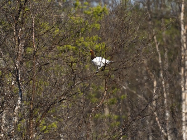 Willow ptarmigan (Lagopus lagopus) male, in summer plumage, perched in a Hairy Birch tree, (Betula