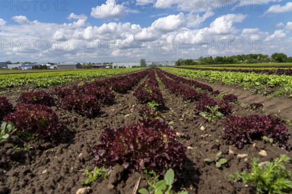 Agriculture, lettuce growing in a field, Lollo Bionda and Lollo Rossa, in long rows of plants,