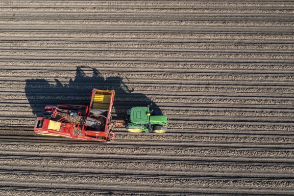 Potato harvesting, so-called split harvesting method, first the tubers are taken out of the ground