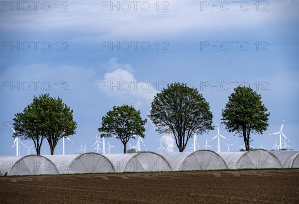 Agriculture, large areas with foil tunnels, for growing strawberries, south of Lövenich, belongs to