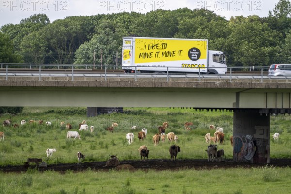 Lorry on the A40 motorway, bridge over the Ruhr and Styrumer Ruhrauen, herd of cattle, dairy cows