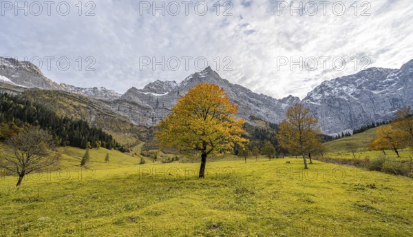 Maple tree with autumn leaves, autumn landscape in Rißtal with Spritzkarspitze, Großer Ahornboden,