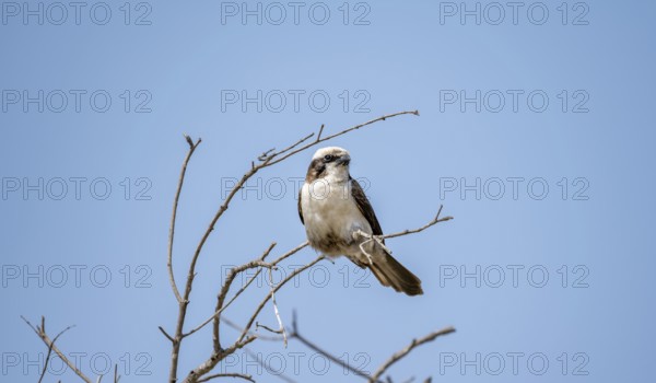 White-crowned shrike (Eurocephalus anguitimes), sitting on a branch against a blue sky, Kruger