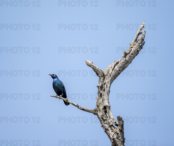 Greater blue-eared starling (Lamprotornis chalybaeus), sitting on a branch against a blue sky,