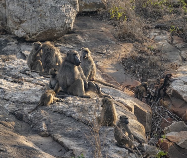 Herd of chacma baboons (Papio ursinus), animal family with adults and cubs, sitting on stones,