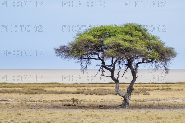 Two lions (Panthera leo), juvenile males, standing and lying, under a green acacia tree at the