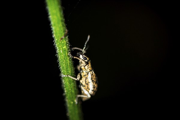 Weevil (Exophthalmus) sitting on a stem at night, at night in the tropical rainforest, Refugio