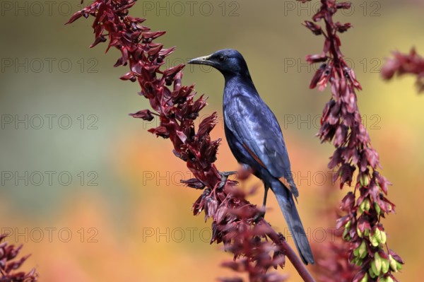 Red-winged starling (Onychognathus morio), adult, male, foraging, on honeybush (Melianthus major),