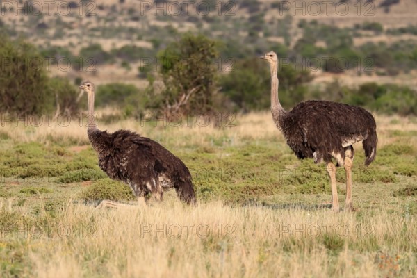 South African ostrich (Struthio camelus australis), common ostrich, adult, female, two females,