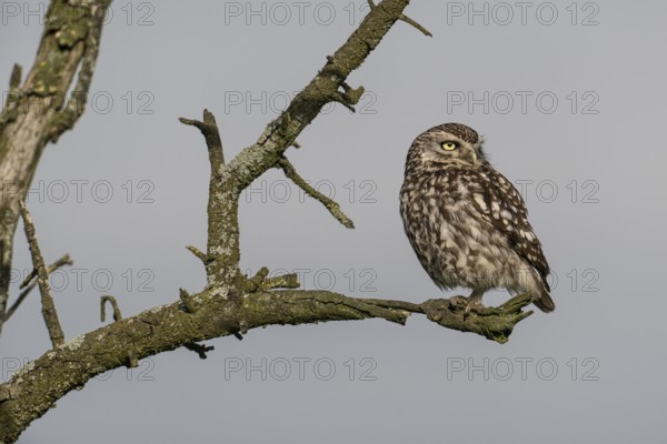 Little owl (Athene noctua), Emsland, Lower Saxony, Germany, Europe