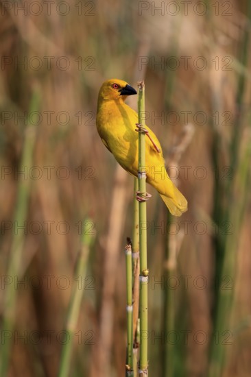 Eastern golden weaver (Ploceus subaureus), adult, male, auto-waiting, alert, preparing nest, Saint