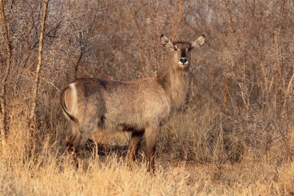 Ellipsen waterbuck (Kobus ellipsiprymnus), adult, female, foraging, vigilant, Kruger National Park,