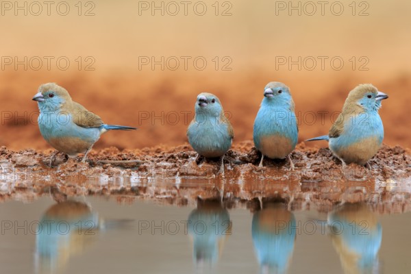 Blue-winged Oriole (Uraeginthus angolensis), Angola Butterfly Finch, adult, at the water, group,