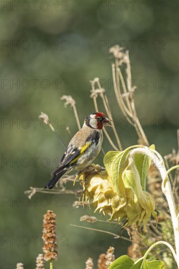 European goldfinch (Carduelis carduelis), also known as goldfinch, sitting on a faded sunflower,