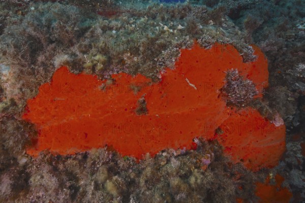 Red crustose sponge (Crambe crambe) in the Mediterranean Sea near Hyères, dive site Giens