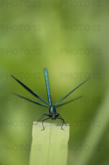 Banded demoiselle (Calopteryx splendens) male damselfly resting on plant leaf with its wings open,
