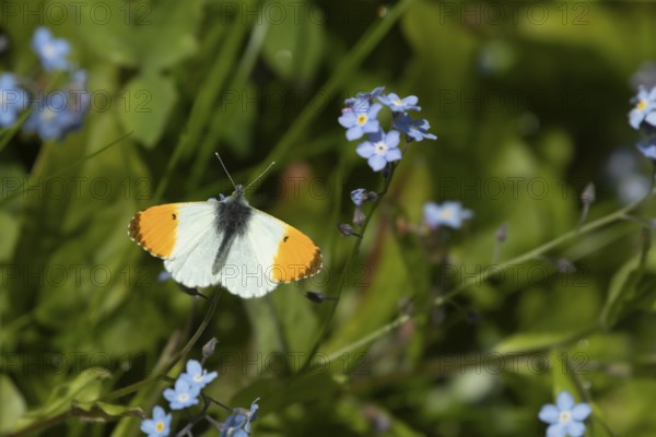 Orange tip (Anthocharis cardamines) butterfly feeding on a Forget-me-not flower in the springtime,