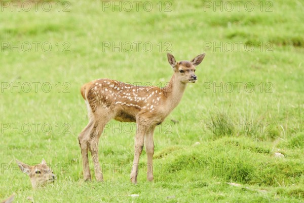 Red deer (Cervus elaphus) fawns on a meadow in the mountains in tirol, herd, Kitzbühel, Wildpark