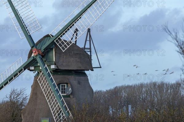 Charlotte windmill, flying swans, Goldhöft, Geltinger Birk, Gelting, Schleswig-Holstein, Germany,