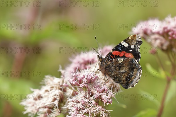 Red admiral (Vanessa atalanta), on common water aster (Asteraceae), wings closed, underside of