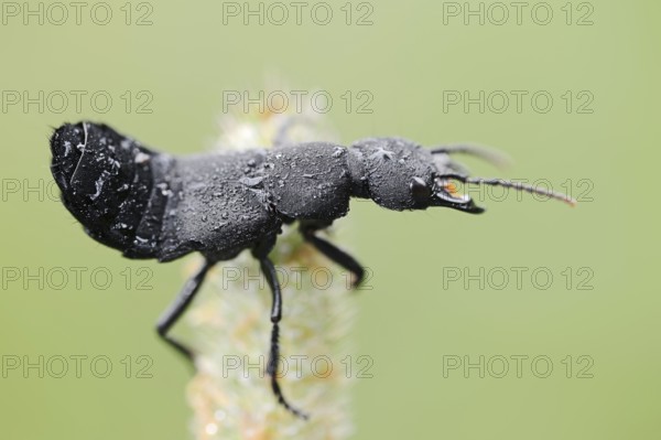 Devil's coach-horse beetle (Ocypus olens) in defence posture, North Rhine-Westphalia, Germany,